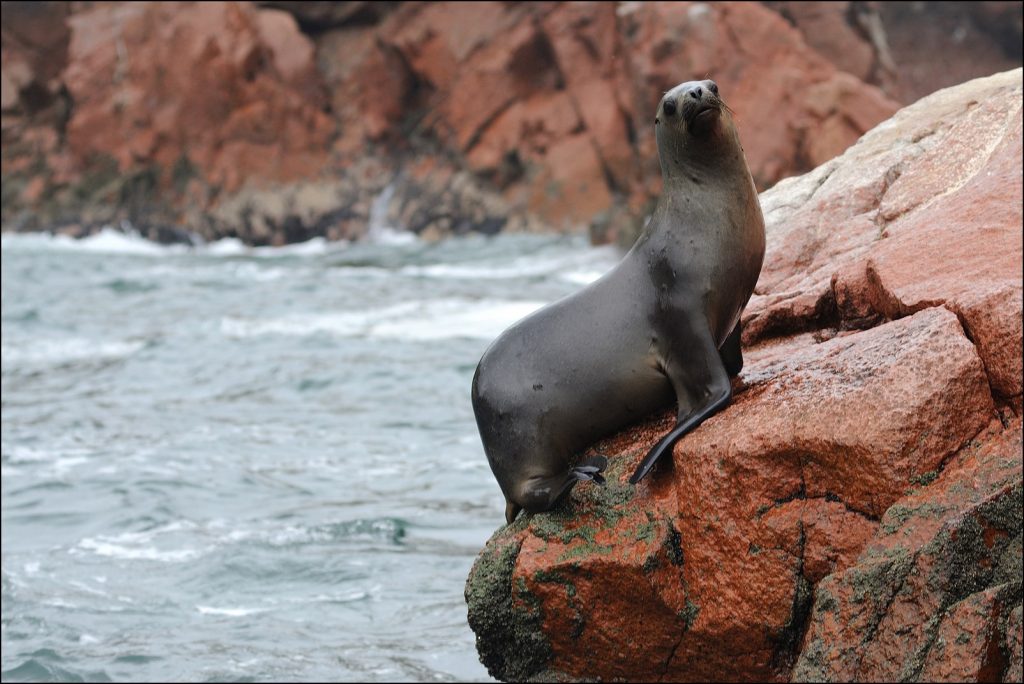 lobo marino perunao