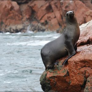 CLAQ 2026 lobo marino perunao